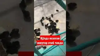 😍😍😍 Инкубатор очиб чикди