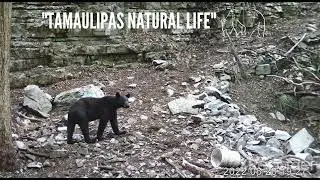 Fototrampeo en Tamaulipas 