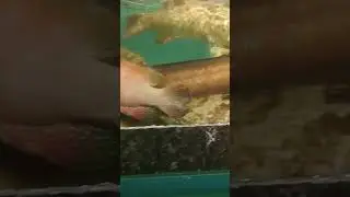 Beautiful Live Fish