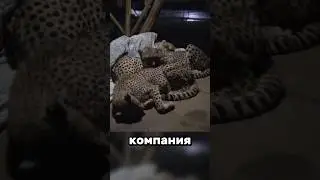 No different than kittens