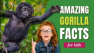 Wow! 7 Amazing Gorilla Facts for Kids