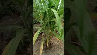 GWE WENNA AGOBEBWA KUMULIMU LILINO