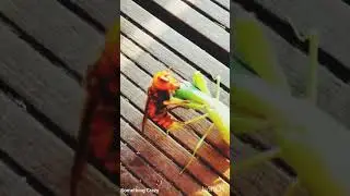 How insects fight #insects #shorts #ants #grasshopper #insectfight #shortvideo
