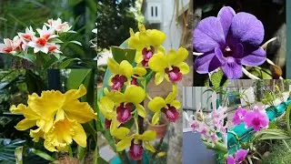 Orchid Garden Set Up/Varieties of Orchid#orchids #orchidgarden #orchidcare