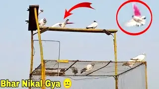 Mobile Number Wala Kabootar Bhar Nikal Gya 😱 lagta wapis jay ga
