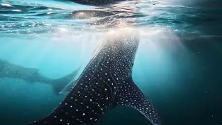 Komodo Liveaboard Trip | Swimming with Whalesharks | GoPro 4K