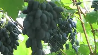 атос
