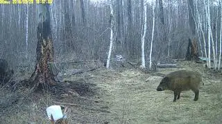 Кабаны 23.03.2018