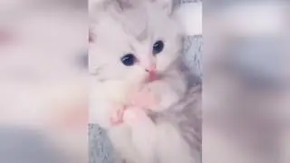 Смешные коты 2020