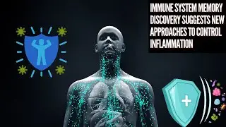 Immune system memory discovery suggests new approaches to control inflammation