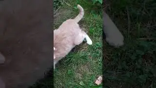 Zuco