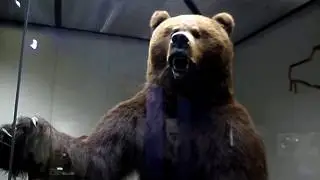 Медведь В Дарвинском Музее!!!
