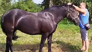ЛОШАДИ🐎ВОРОНАЯ КОБЫЛКА🐴ХОЗЯЕВА ПРОСЯТ ОБЪЕЗДИТЬ