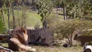 Lions, San Diego Safari Park