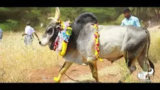 வெள்ளினிப்பட்டி சண்டியர் & செவலை ரவுடி வெள்ளினிப்பட்டி  கோவில் காளைகள்