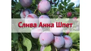 Слива обыкновенная Анна Шпет 🌿 Обзор: посадка и уход. саженцы, крупномеры: описание и особенности