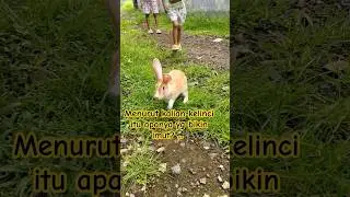 KELINCI UCUL#lucu #
