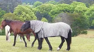 Horses in the Coffs Harbour area
