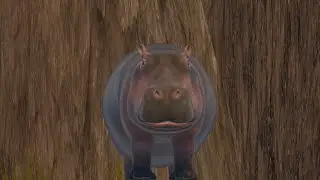 HIPPO