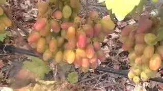 Сорт винограда Легенда Аксая
