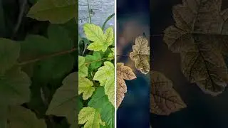 The golden Leaves!! #mobilephotography #mobile_editing #macrophotography #beforeandafter
