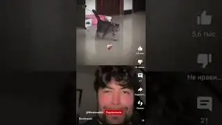 cat mega bombastic