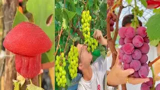 Amazing Fruits In The World || unique fruits | satisfying videos before sleep | Food Storm