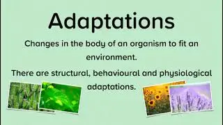 Adaptations||Different types||Knowledge Stuffs||