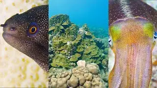 Bonaire's Spectacular Barcadera Reef ep. 43