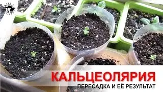 Кальцеолярия. Пересадка сеянцев. Результат пересадки.