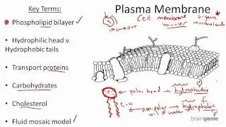 2.1.5 Plasma Membrane Structure and Function