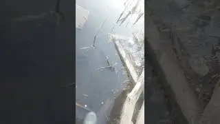 улов на ТЭЦ 2. 