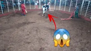 VEJA O QUE ACONTECEU NESTA TOURADA!😱 (4K 60 FPS)