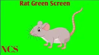 Rat green screen 🐀🐭🐁| mouse green screen | NCS || by Aryan Green Screens