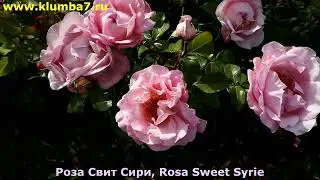 Плетистые сорта роз, с продолжительным цветением, самые неприхотливые!