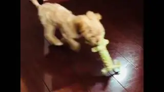 Coco from Instagram / 20180114
