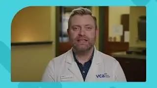 Can cats get parasites?