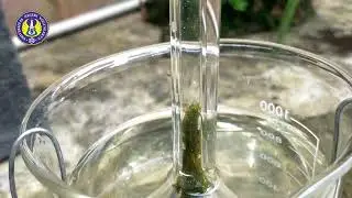 Percobaan Ingenhousz - Experiment