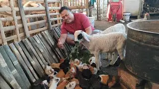 Mudik Kerumah Istri Jawa, Disini Marmut, Kambing, Kelinci sama Bebek Akur dalam satu Kandang