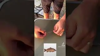 Интересная снасть на карпа. #shorts #рыбалка #снастьнасазана #какловитьсазана #fishing