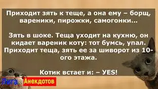 Подборка жизненных анекдотов про тещу и зятя