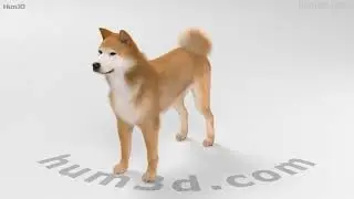 Akita Inu 3D model by 3DModels.org