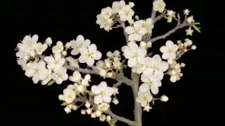 Amazing Flowers Black Screen Effects Video #27