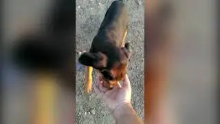 Kopay Eniğine Aport Eğitim