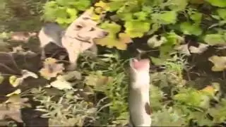 Ловля на живца. Ловля щуки на живца