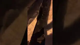 Без комментариев