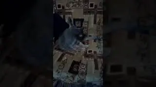 2 видос
