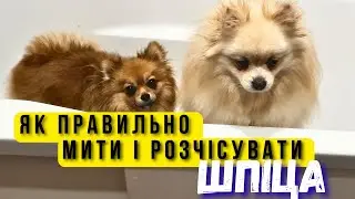 Wash your Spitz at home - It's SIMPLE!