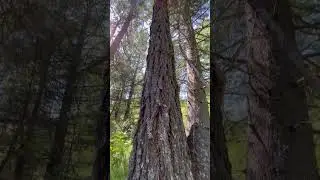 Риддер - солнышко , деревья 🌳 #риддер #shotrs