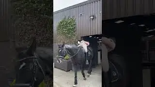 horse limbo!